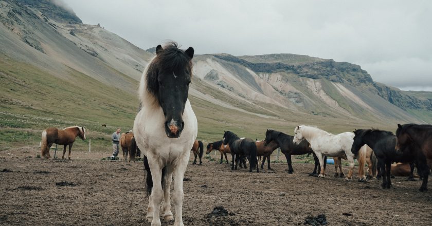 Heunets Pferde – Sind praktische und effektive Hilfsmittel 