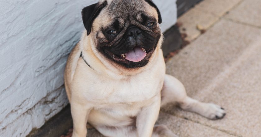 5 mögliche Ursachen für das Niesen Ihres Hundes